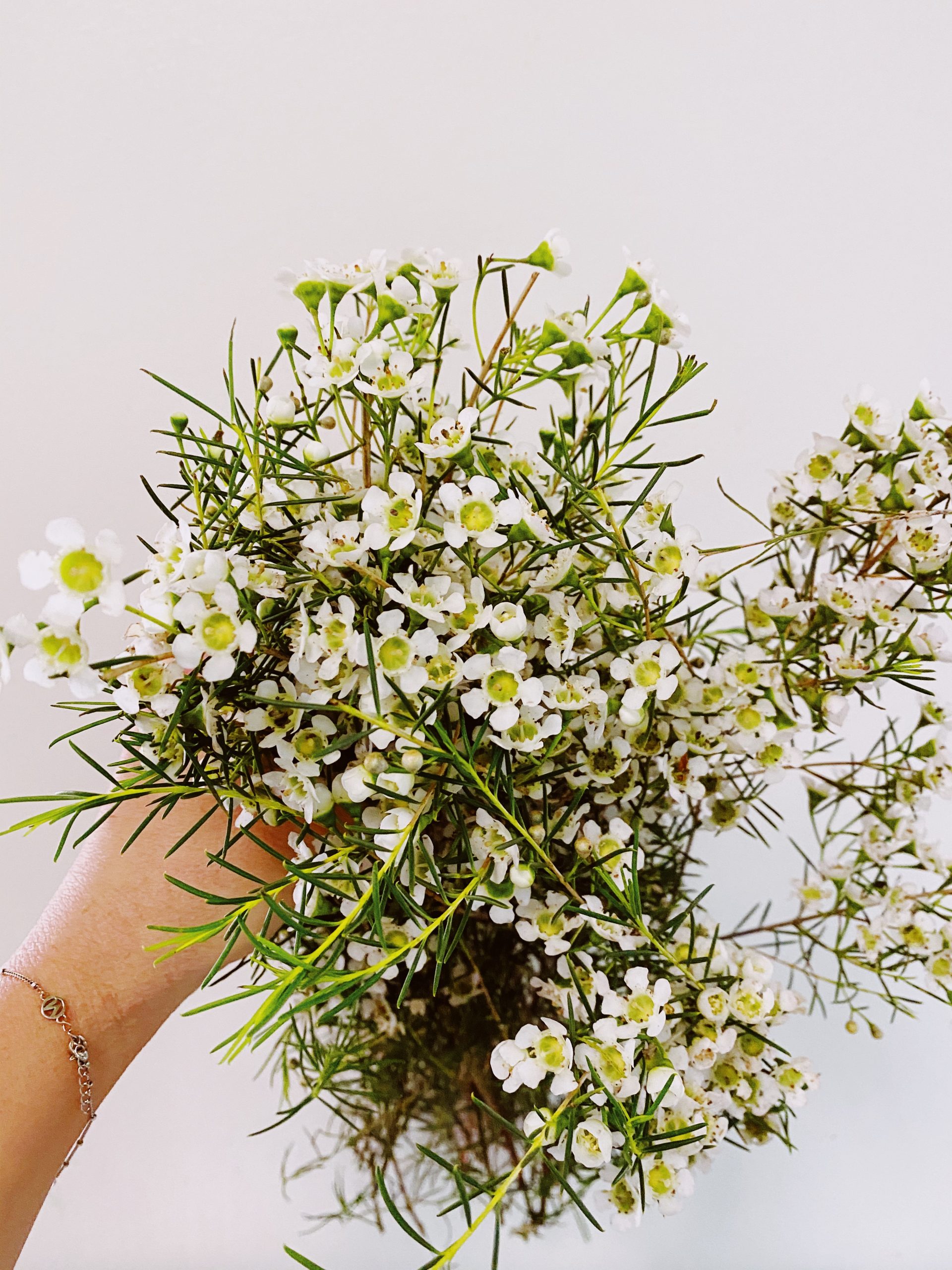 Three filler flowers we love! • Carrollwood Florist Blog