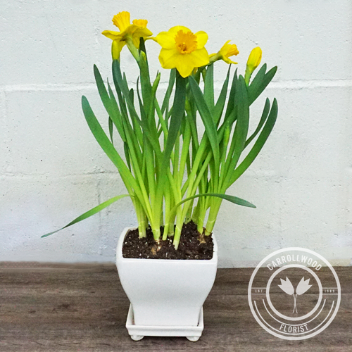 Daffodil Plant in Pot Carrollwood Florist