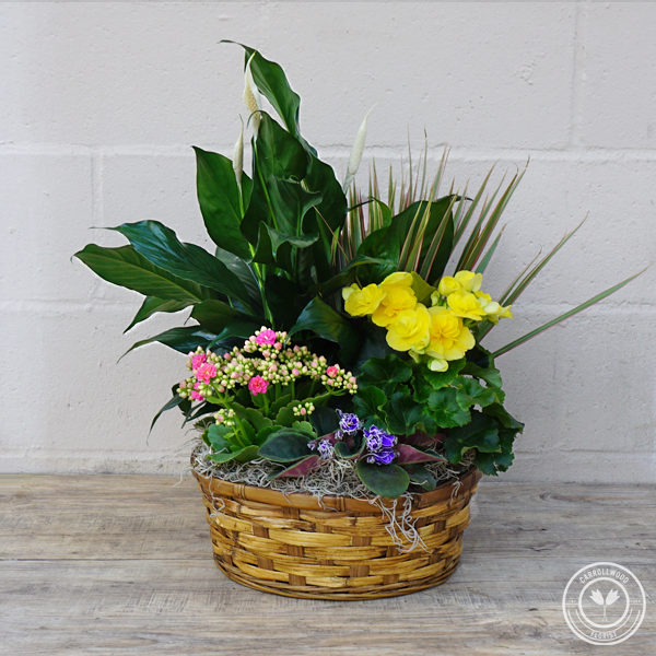 English Garden Carrollwood Florist