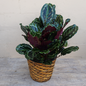 Calathea Plant