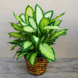 Dieffenbachia Plant