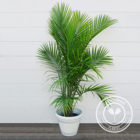 Palm Tree Plant