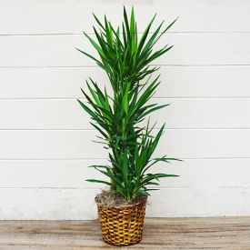 Yucca Plant