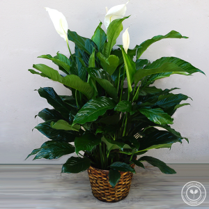 Peace Lily Plants