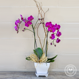 Double Stem Purple Orchid