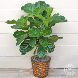 Fiddle Leaf Ficus