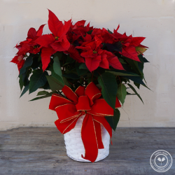 8'' Poinsettia