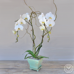 Double Stem White Orchid