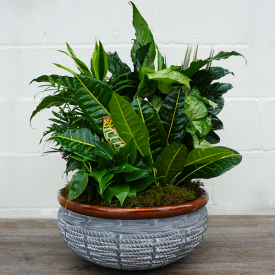Large Dishgarden