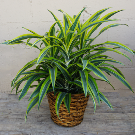 Warneckii (Lemon Lime) Plant