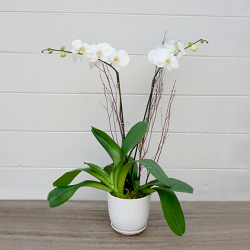 Double Stem White Orchid