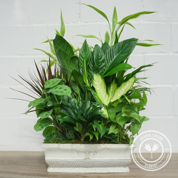 Jumbo Tin Dishgarden