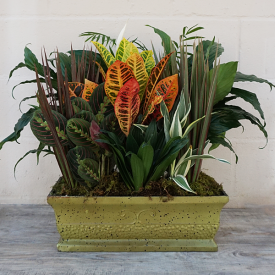 Jumbo Tin Dishgarden