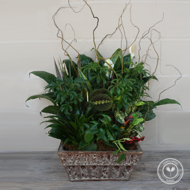 Jumbo Dishgarden Plant