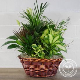 Jumbo Wicker Basket Dishgarden